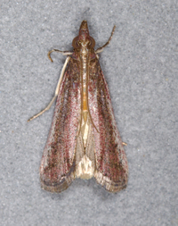 Atascosa glareosella