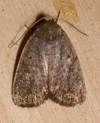 Athetis tarda