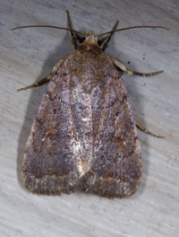 Athetis tarda