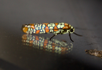 Atteva aurea