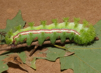 Automeris io