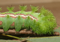 Automeris io