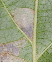 Caloptilia superbifrontella