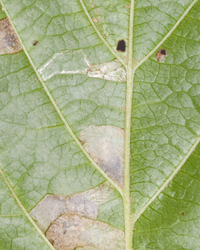 Caloptilia superbifrontella
