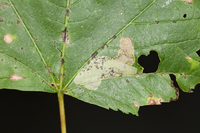 Cameraria aceriella