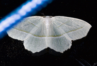 Campaea perlata