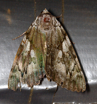 Catocala dejecta