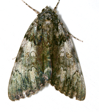 Catocala dejecta