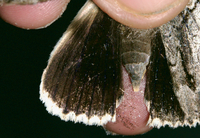 Catocala dejecta