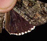 Catocala lacrymosa