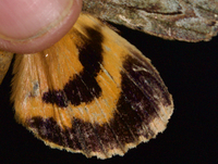 Catocala neogama