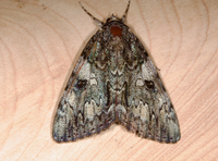 Catocala palaeogama