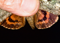 Catocala palaeogama