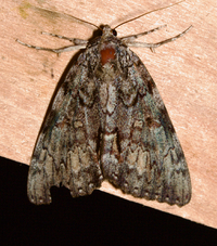 Catocala palaeogama