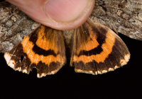 Catocala palaeogama