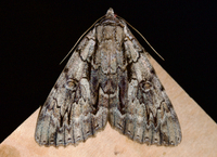 Catocala retecta