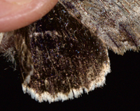 Catocala retecta