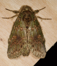 Cecrita biundata