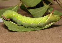 Ceratomia undulosa