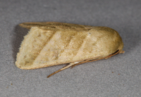 Chloridea virescens