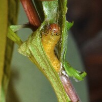 Choristoneura obsoletana