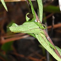 Choristoneura obsoletana