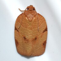 Choristoneura obsoletana
