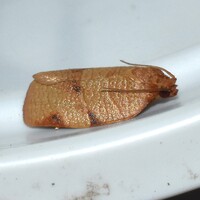 Choristoneura obsoletana