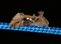 Chrysodeixis includens