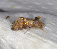Chrysodeixis includens