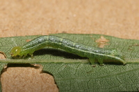 Chrysodeixis includens