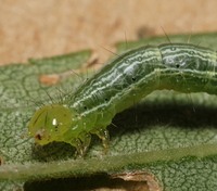 Chrysodeixis includens