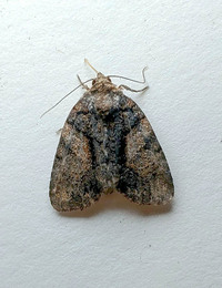 Chytonix palliatricula
