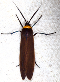 Cisseps fulvicollis