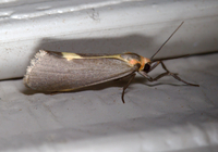 Cisthene plumbea