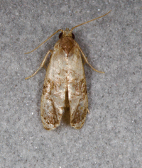 Cochylini unidentified species