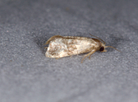 Cochylini unidentified species