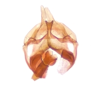 Cochylini unidentified species