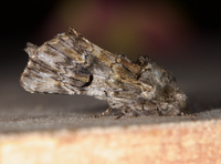 Coelodasys unicornis