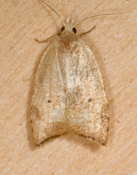 Coelostathma discopunctana