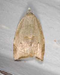 Coelostathma discopunctana