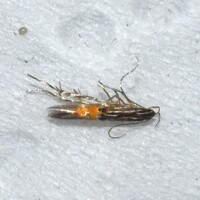 Cosmopterix dapifera