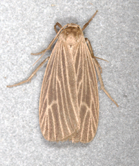 Crambidia pallida