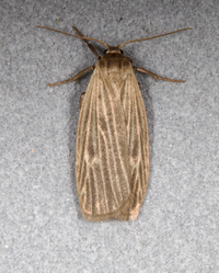 Crambidia pallida
