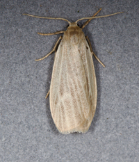Crambidia pallida