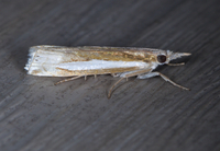 Crambus praefectellus