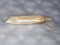 Crambus satrapellus