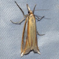 Crambus satrapellus