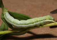 Ctenoplusia oxygramma