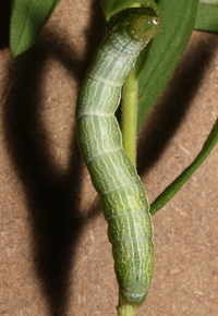 Ctenoplusia oxygramma